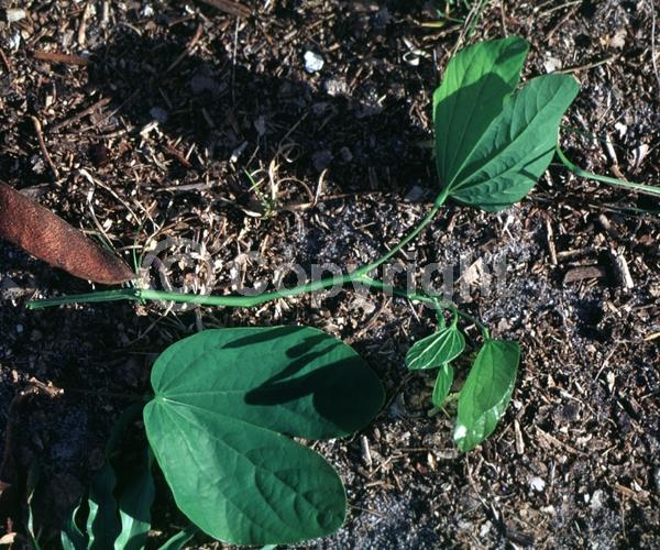 Lavender blooms; Semi-evergreen