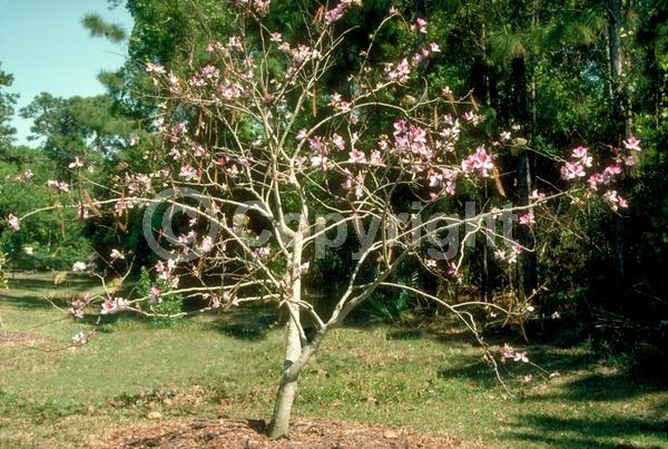 Lavender blooms; Semi-evergreen
