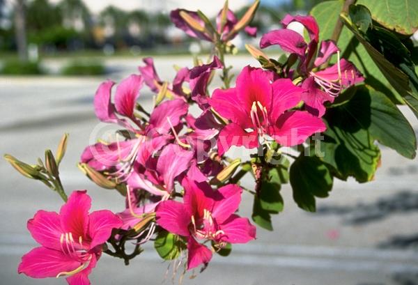 Red blooms; Purple blooms; Evergreen; Broadleaf
