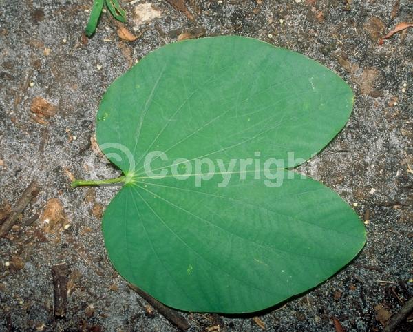 Red blooms; Purple blooms; Evergreen; Broadleaf