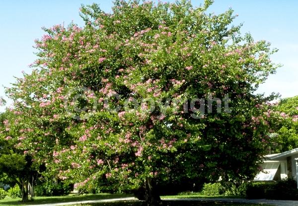 Red blooms; Purple blooms; Evergreen; Broadleaf