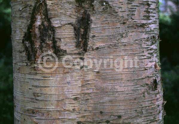 Green blooms; Brown blooms; Deciduous; Broadleaf