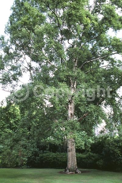 Green blooms; Brown blooms; Deciduous; Broadleaf