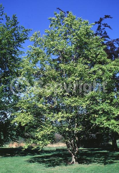 Yellow blooms; Green blooms; Deciduous; Broadleaf; North American Native