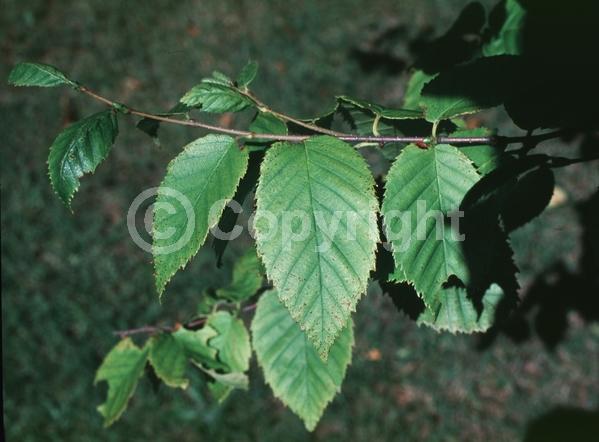 Yellow blooms; Green blooms; Deciduous; Broadleaf; North American Native
