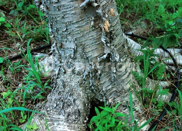Yellow blooms; Green blooms; Deciduous; Broadleaf; North American Native