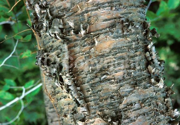Yellow blooms; Green blooms; Deciduous; Broadleaf; North American Native