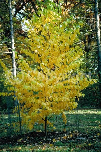 Yellow blooms; Green blooms; Deciduous; Broadleaf; North American Native