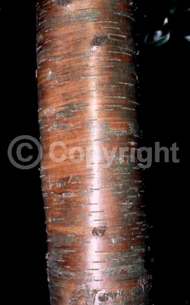 Yellow blooms; Green blooms; Deciduous; Broadleaf; North American Native