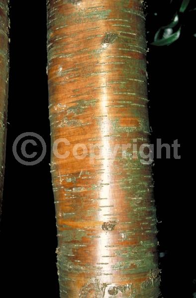 Yellow blooms; Green blooms; Deciduous; Broadleaf; North American Native