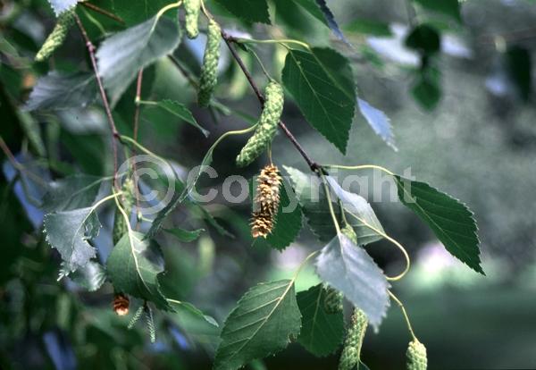 Green blooms; Brown blooms; Deciduous; Broadleaf