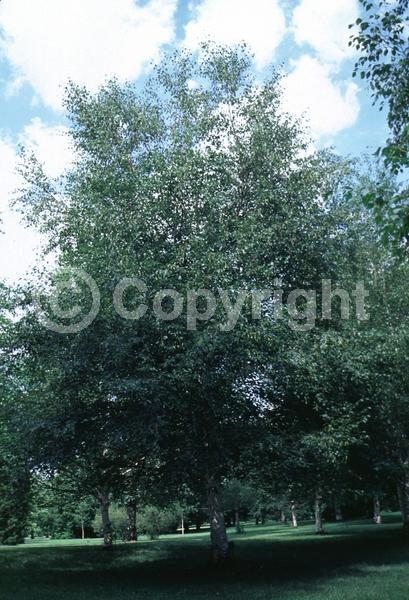 Green blooms; Brown blooms; Deciduous; Broadleaf