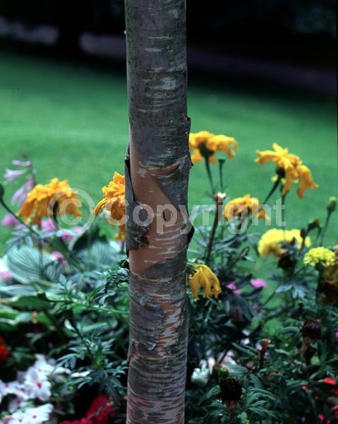 Green blooms; Brown blooms; Deciduous; Broadleaf