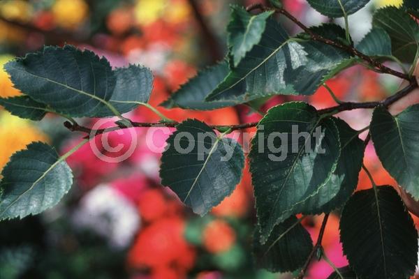 Green blooms; Brown blooms; Deciduous; Broadleaf