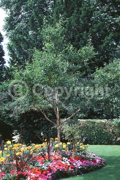 Green blooms; Brown blooms; Deciduous; Broadleaf