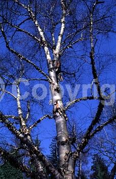 Green blooms; Brown blooms; Deciduous; Broadleaf