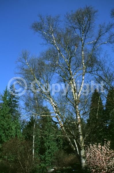 Green blooms; Brown blooms; Deciduous; Broadleaf
