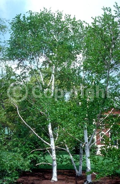 Green blooms; Brown blooms; Deciduous; Broadleaf