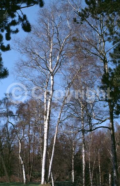 Green blooms; Brown blooms; Deciduous; Broadleaf; North American Native