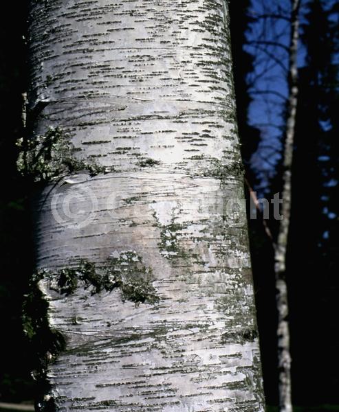 Green blooms; Brown blooms; Deciduous; Broadleaf; North American Native