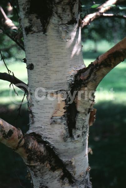 Green blooms; Brown blooms; Deciduous; Broadleaf