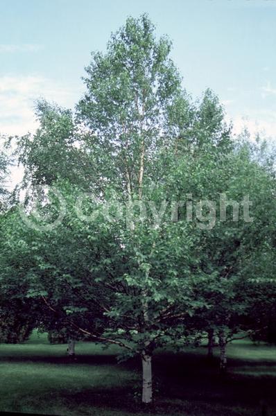 Green blooms; Brown blooms; Deciduous; Broadleaf