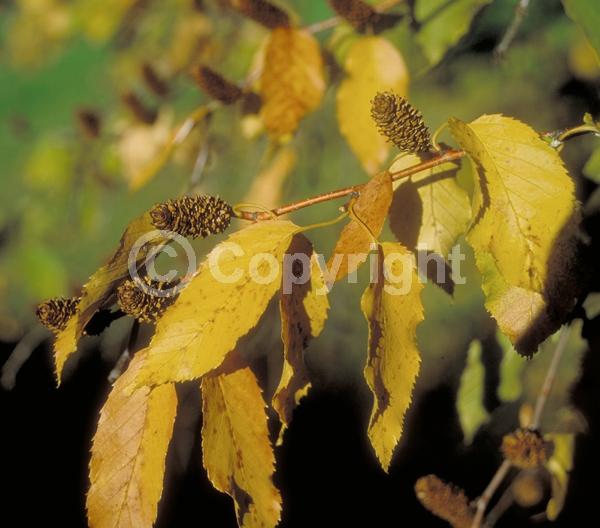 Brown blooms; Deciduous; Broadleaf; North American Native