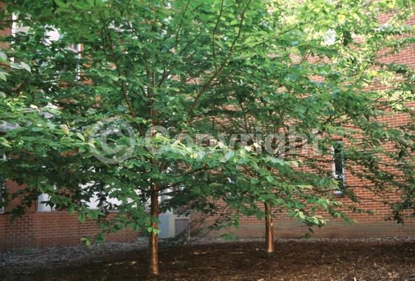 Brown blooms; Deciduous; Broadleaf; North American Native