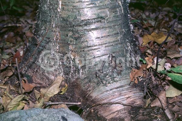 Brown blooms; Deciduous; Broadleaf; North American Native