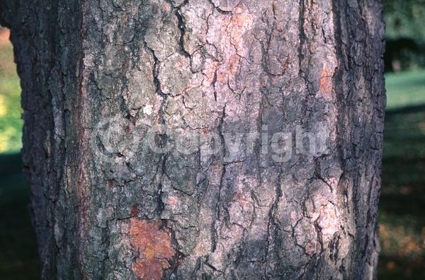 Brown blooms; Deciduous; Broadleaf; North American Native