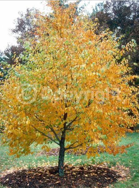 Brown blooms; Deciduous; Broadleaf; North American Native
