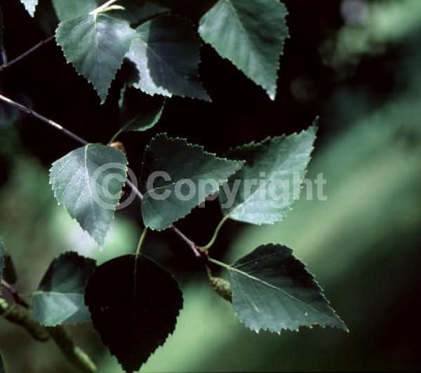 Green blooms; Brown blooms; Deciduous; Broadleaf