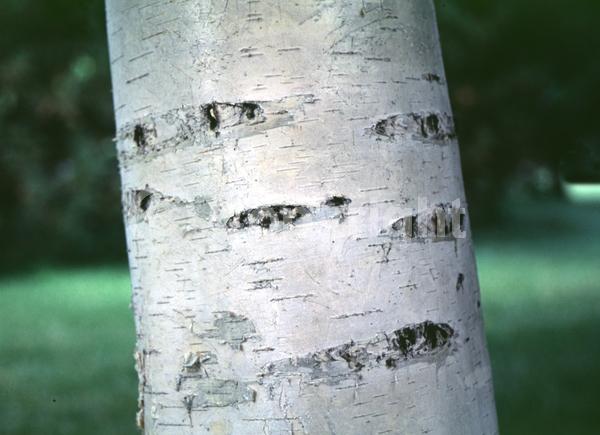 Green blooms; Brown blooms; Deciduous; Broadleaf