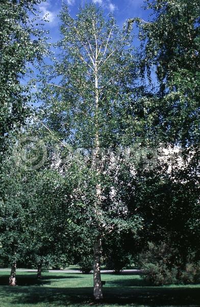 Green blooms; Brown blooms; Deciduous; Broadleaf