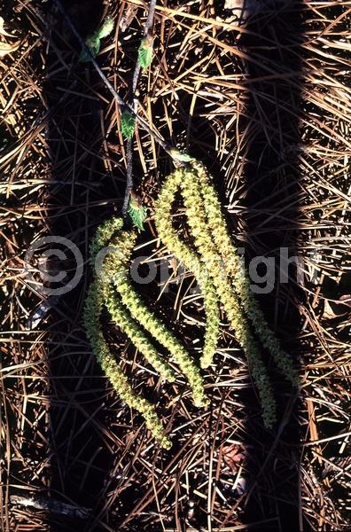 Brown blooms; Deciduous; Broadleaf