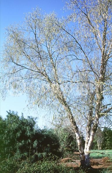 Brown blooms; Deciduous; Broadleaf