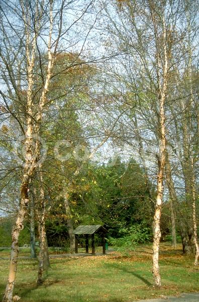 Brown blooms; Deciduous; Broadleaf