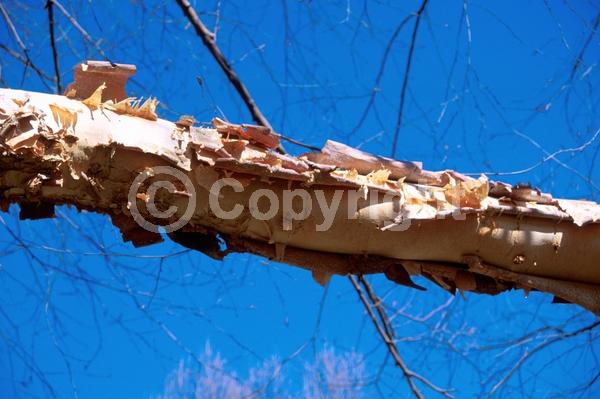 Brown blooms; Deciduous; Broadleaf