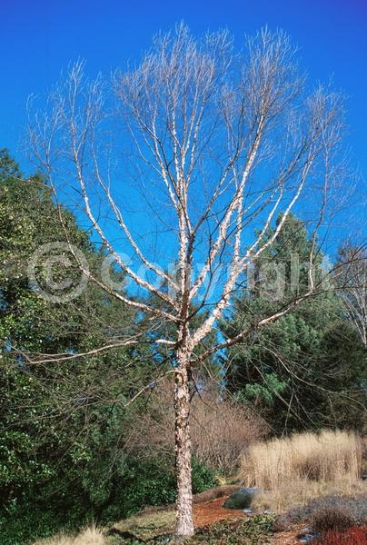 Brown blooms; Deciduous; Broadleaf