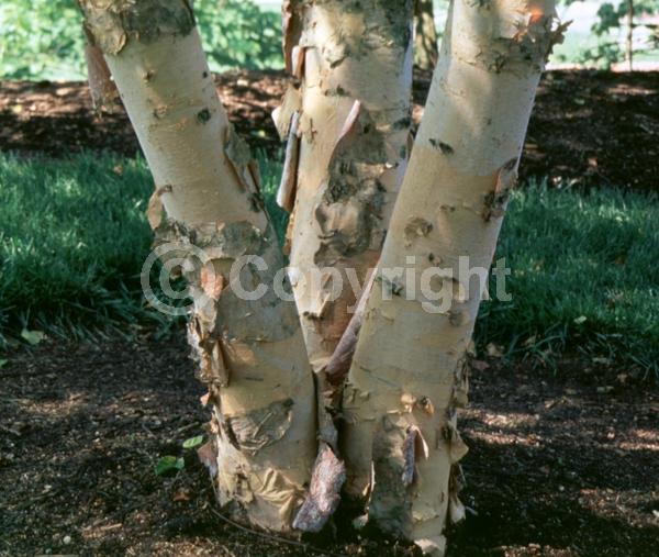 Brown blooms; Deciduous; Broadleaf