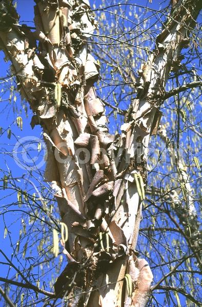 Brown blooms; Deciduous; Broadleaf