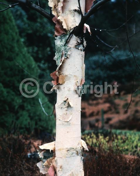 Brown blooms; Deciduous; Broadleaf