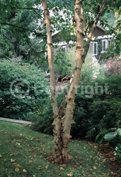 Brown blooms; Deciduous; Broadleaf