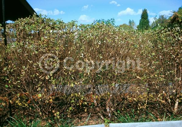 Brown blooms; Deciduous; Broadleaf