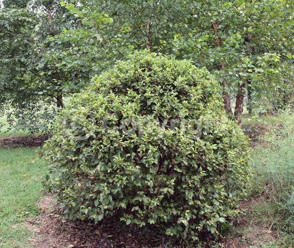 Brown blooms; Deciduous; Broadleaf
