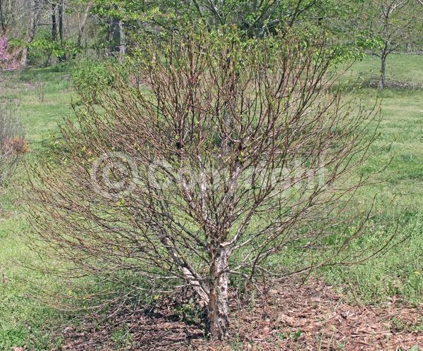 Brown blooms; Deciduous; Broadleaf