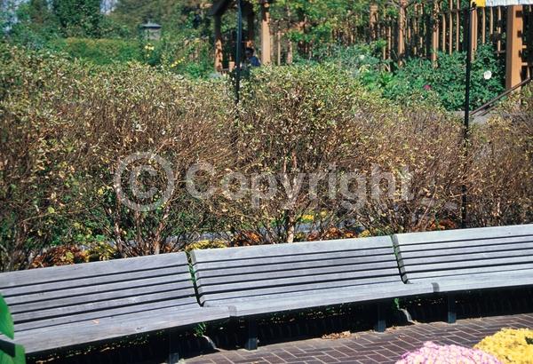 Brown blooms; Deciduous; Broadleaf