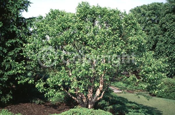 Brown blooms; Deciduous; Broadleaf; North American Native