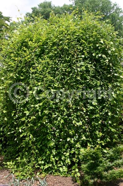 Yellow blooms; Rust or bronze blooms; Deciduous; Broadleaf