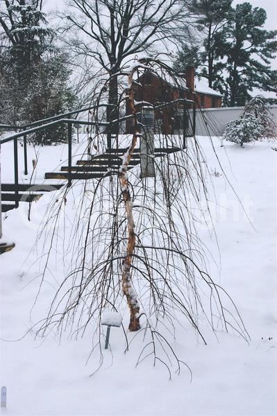 Yellow blooms; Rust or bronze blooms; Deciduous; Broadleaf